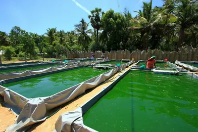 Shell pool