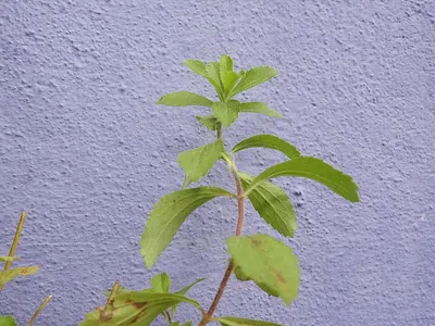 Stevia Leaf (Stevia Rebaudiana)