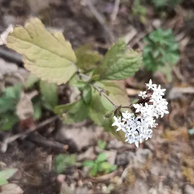 Stevia Dry Leaf