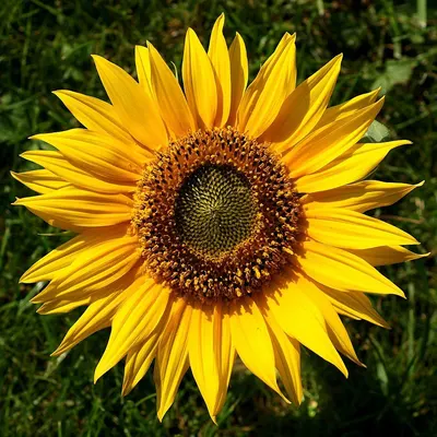 Sunflower Cake