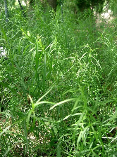 HAIRY VETCH SEEDS - Image 2