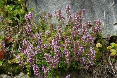 Thyme (conventional)