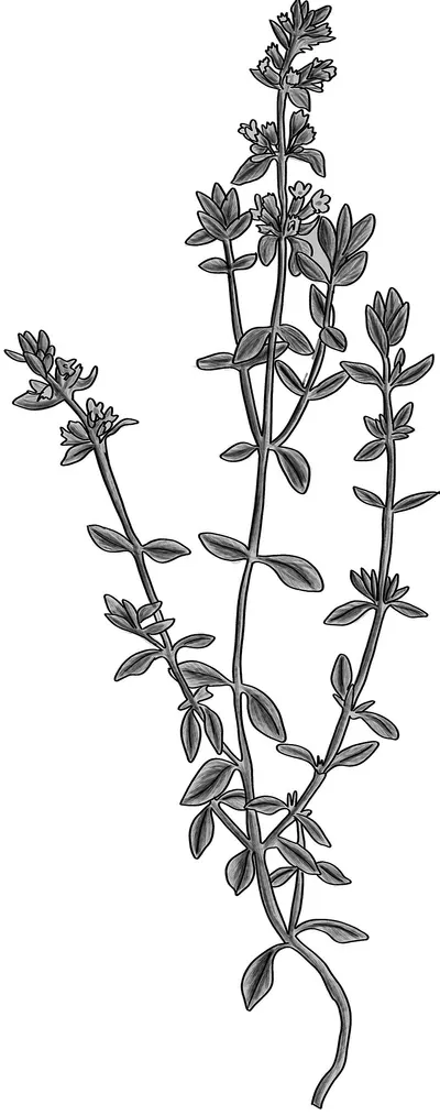Thyme by Mondial Logistics Shipping Agency
