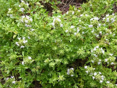 Bacopa Extract (bacopa Monniera) by Apex Biotechnol