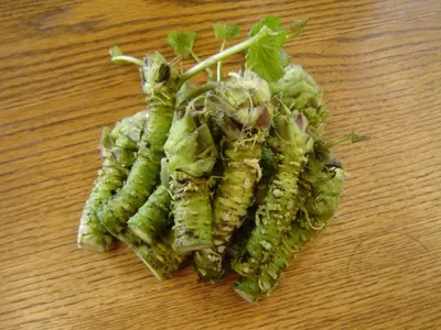 Amaranthus Green Fresh Cut Flowers