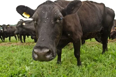 Animal Feed Alfalfa Hay by Farmbloom International