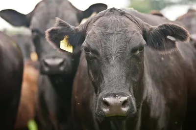 Cow Wet Blue Stock