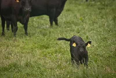 Livestock Id Electronic Ear Tag