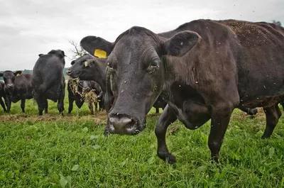 Wet blue cow
