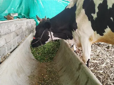 Calf Pen