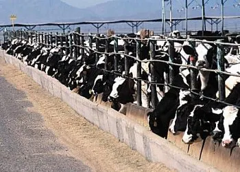 Cattle Panel