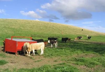 Handling fences for cattle