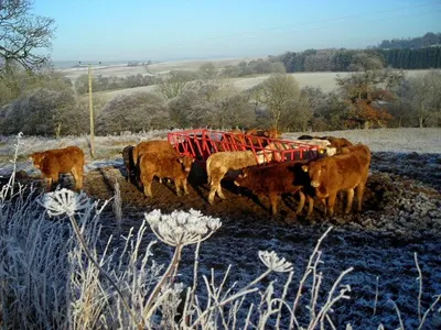 Cattle Fence by Anping Zhengxiao Wire Mesh Manufacture Co., Ltd.