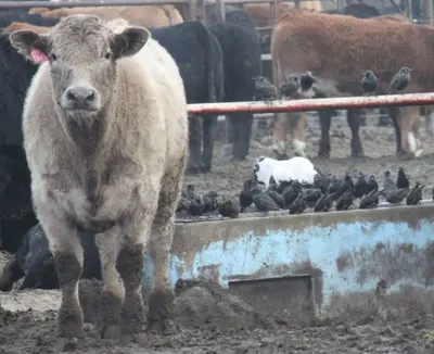 Animals Feed