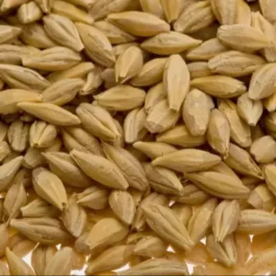 Organic Wheat