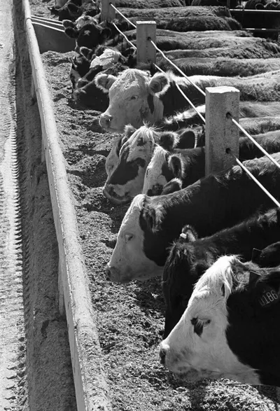 KHOL Mean Cattle Feed