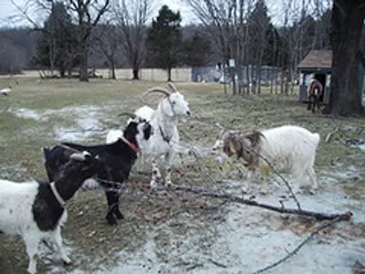 fences and feeding fences for goats and sheep