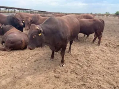 Vitagin - Cattle Vitimin Premix