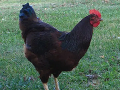 Short Body Bib Cock by Sterling Overseas