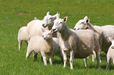 Van Rooy Ewe by Veterinary Import-Export Authority CC
