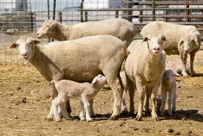 Bop Vbr Rams For Sales