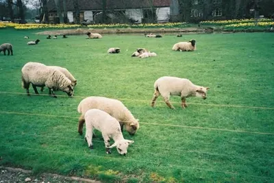 Sheep linning
