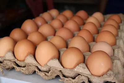 High Quality Egg Tray Machine