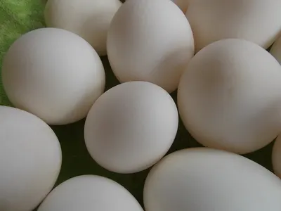 Wholesale Fertile Hatching Chicken Egg