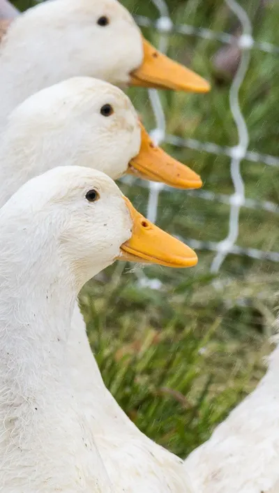 Bathing Ducks