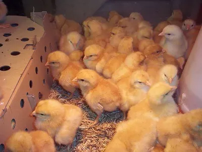 One Day Old Broiler Chicks