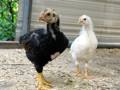Ostrich Chicks