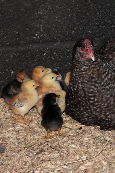 Family Chicken Box by Ogutler Gida Ticaret Insaat Besicilik Bilisim Teknolojileri Ve Bilgisayar Pazarlama Sanayi Limited Sirketi