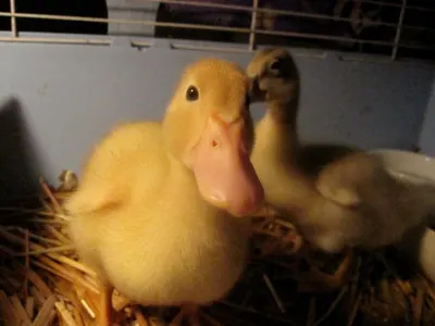 Duck Spring Rider by Excel Engineers