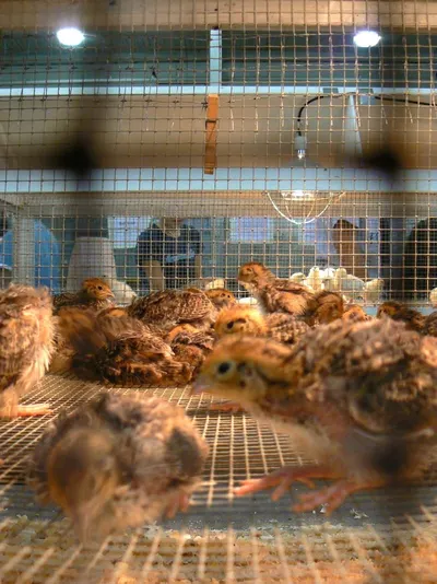 Layer Quail Cage
