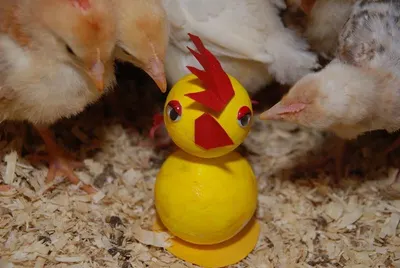 Electrical Dancing Duckie