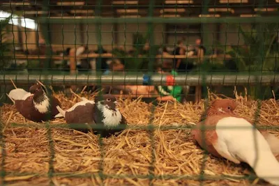 Live pet birds
