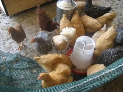 Broiler chick starter feed by Cobanoglu Yem