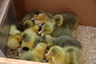 Rubber Ducks