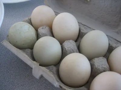 Hatching Eggs