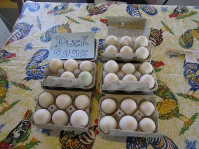 12 Egg Box