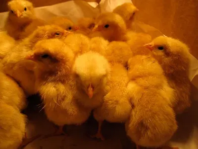 Day Old Broiler Chicks