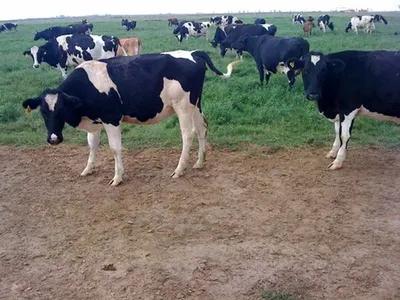 Tallow Beef