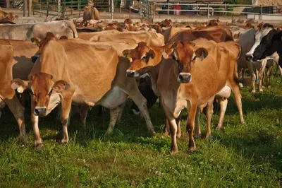 Jersey crossbred dairy cattle