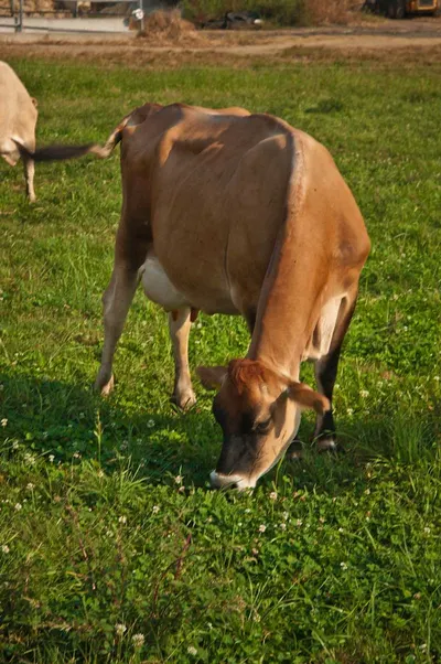 Beef by Schwitz Biotech