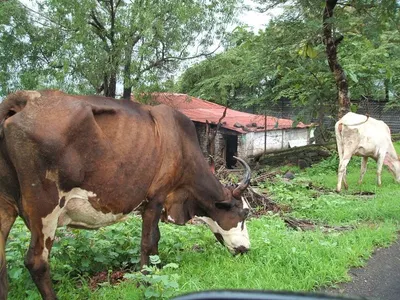 Australian Angus Beef