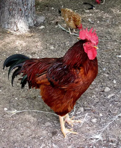 Cardinal Flexal