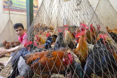 Chicken meal