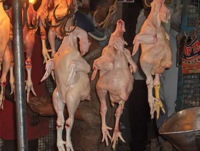 Chicken