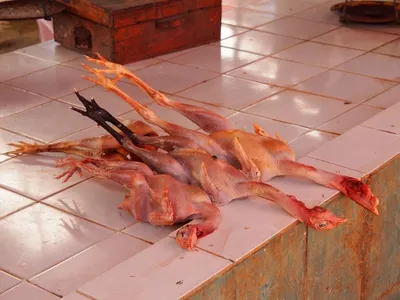 Whole chicken broiler