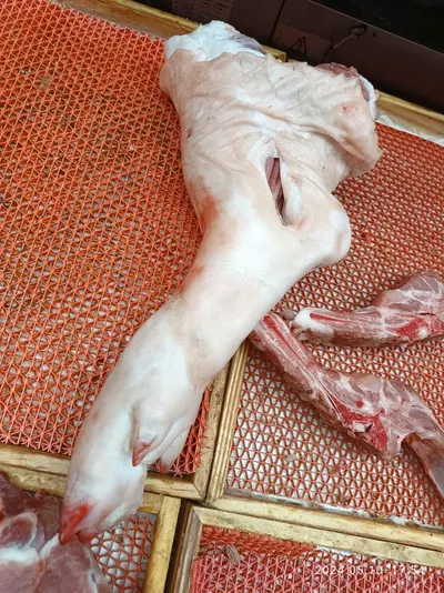 Rabbit Raw Skin by Baltoria